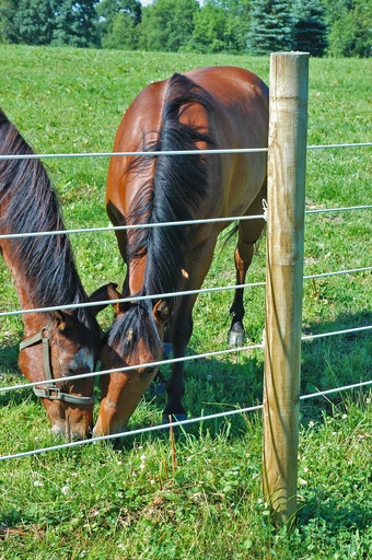 [PF-P-WTW] Coated Wire